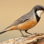 Rufous Whistler (Pachycephala rufiventris)