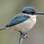 Sacred Kingfisher (Todiramphus sanctus)