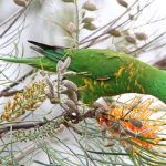Scaly-breasted Lorikeet (Trichoglossus chlorolepidotus)