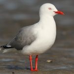 Silver Gull (Chroicocephalus novaehollandiae)
