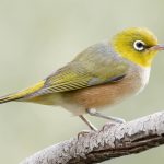 Silvereye (Zosterops lateralis)