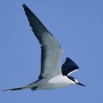 Sooty Tern (Onychoprion fuscatus)