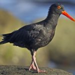 SootyOystercatcher (Haematopus fuliginosus)