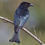 Spangled Drongo (Dicrurus bracteatus)