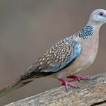 Spotted Dove (Spilopelia chinensis)