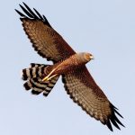 Spotted Harrier (Circus assimilis)