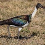 Straw-necked Ibis (Threskiornis spinicollis)