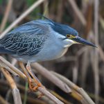 Striated Heron (Butorides atricapilla)