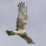 Swamp Harrier (Circus approximans)