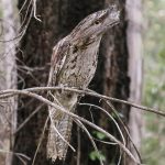 Tawny Frogmouth (Podargus strigoides)