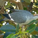 Topknot Pigeon (Lopholaimus antarcticus)