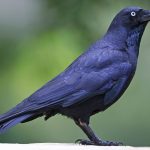 Torresian Crow (Corvus orru)