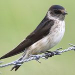 Tree Martin (Petrochelidon nigricans)