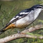 Varied Triller (Lalage leucomela)