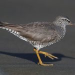 Wandering Tattler (Tringa incana)