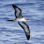 Wedge-tailed Shearwater (Ardenna pacifica)