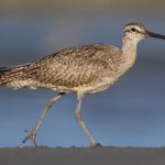 Whimbrel (Numenius hudsonicus/phaeopus)
