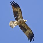 Whistling Kite (Haliastur sphenurus)