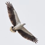 White-bellied Sea-Eagle (Icthyophaga leucogaster)
