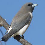 White-breasted Woodswallow (Artamus leucorynchus)