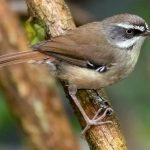 White-browed Scrubwren (Sericornis frontalis)