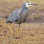 White-faced Heron (Egretta novaehollandiae)