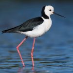 White-headed Stilt (Himantopus leucocephalus)
