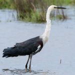 White-necked Heron (Ardea pacifica)