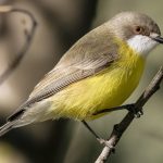 White-throated Gerygone (Gerygone olivacea)