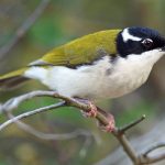 White-throated Honeyeater (Melithreptus albogularis)