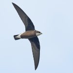 White-throated Needletail (Hirundapus caudacutus)