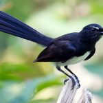 Willie Wagtail (Rhipidura leucophrys)