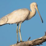 Yellow-billed Spoonbill (Platalea flavipes)