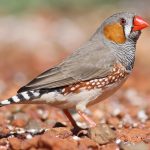 Zebra Finch (Taeniopygia guttata)