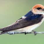 Fairy Martin (Petrochelidon ariel)