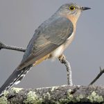 Fan-tailed Cuckoo (Cacomantis flabelliformis)