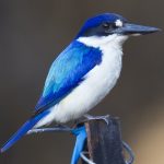 Forest Kingfisher (Todiramphus macleayii)