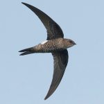 Fork-tailed Swift (Apus pacificus)