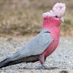 Galah (Eolophus roseicapilla)