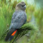 Glossy Black Cockatoo (Calyptorhynchus lathami)