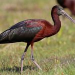 Glossy Ibis (Plegadis falcinellus)