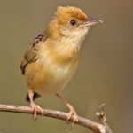 Golden-headed Cisticola (Cisticola exilis)