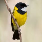 Golden Whistler (Pachycephala pectoralis)