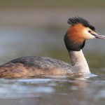 Great-crested Grebe (Podiceps cristatus)