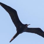 Great Frigatebird (Fregata minor)