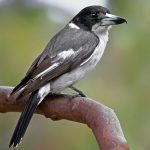 Grey Butcherbird (Cracticus torquatus)
