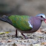 Grey-capped Emerald-Dove (Chalcophaps indica)