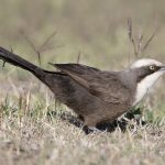 Grey-crowned Babbler (Pomatostomus temporalis)
