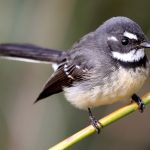 Grey Fantail (Rhipidura albiscapa)