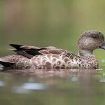Grey Teal (Anas gracilis)